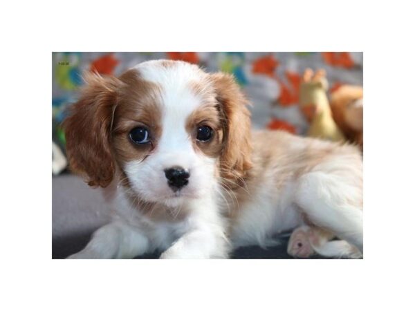 Cavalier King Charles Spaniel-DOG-Female-br & wh-5099-Petland Montgomery, Alabama