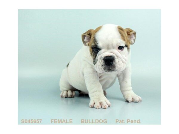 English Bulldog-DOG-Female-RD BRDL:PBLD-5110-Petland Montgomery, Alabama