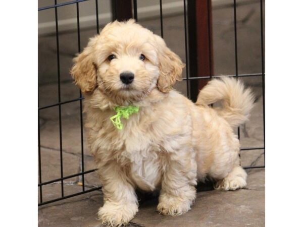 Goldendoodle Mini 2nd Gen DOG Male Golden 5107 Petland Montgomery, Alabama