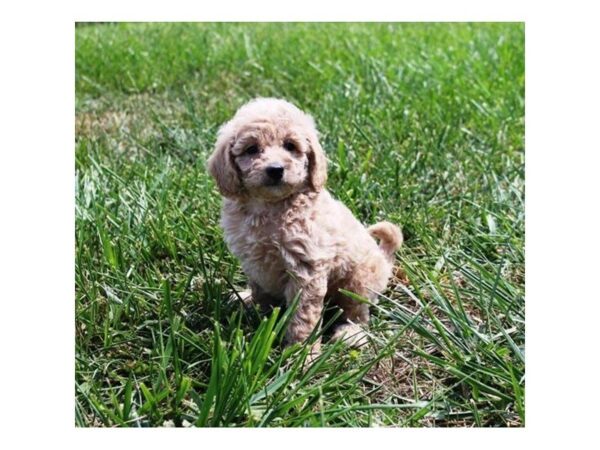 Goldendoodle Mini 2nd Gen-DOG-Female-Golden-5108-Petland Montgomery, Alabama