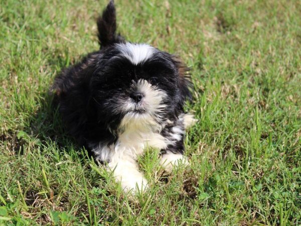 Shih Tzu DOG Male Black / White 5102 Petland Montgomery, Alabama