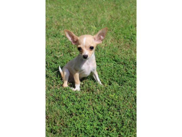 Chihuahua DOG Male Fawn 5074 Petland Montgomery, Alabama