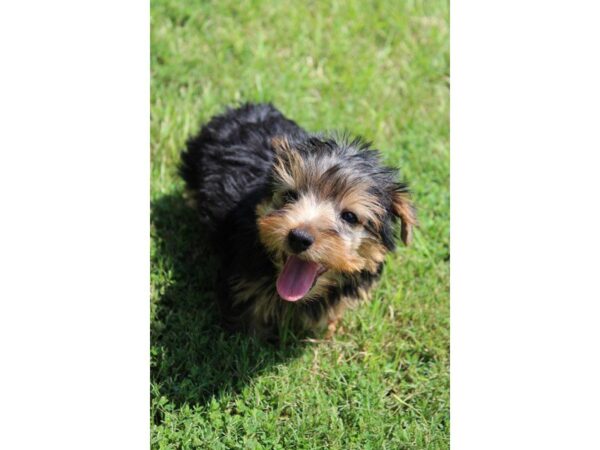 Yorkshire Terrier DOG Female Black / Tan 5106 Petland Montgomery, Alabama