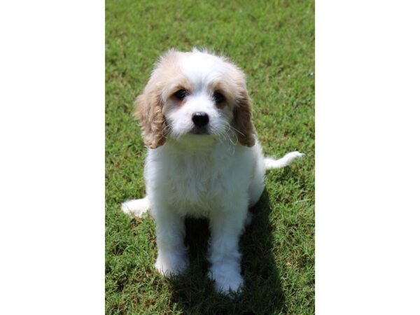 Poodle/Cavalier King Charles Spaniel-DOG-Male-Red / White-5109-Petland Montgomery, Alabama