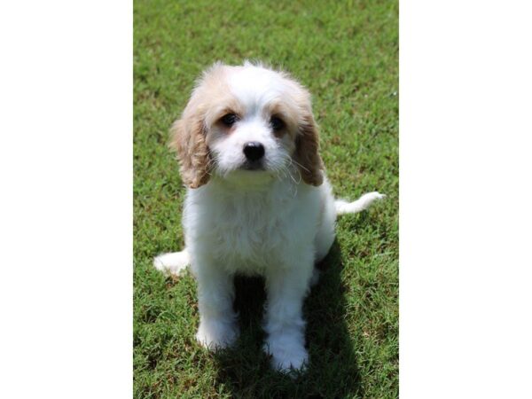 Poodle/Cavalier King Charles Spaniel DOG Male Red / White 5109 Petland Montgomery, Alabama