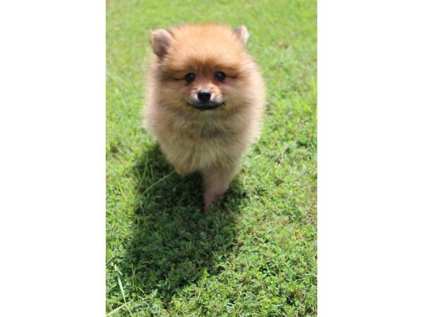 Pomeranian DOG Male sbl 5101 Petland Montgomery, Alabama