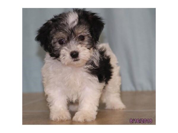 Havanese DOG Female Black / White 5114 Petland Montgomery, Alabama