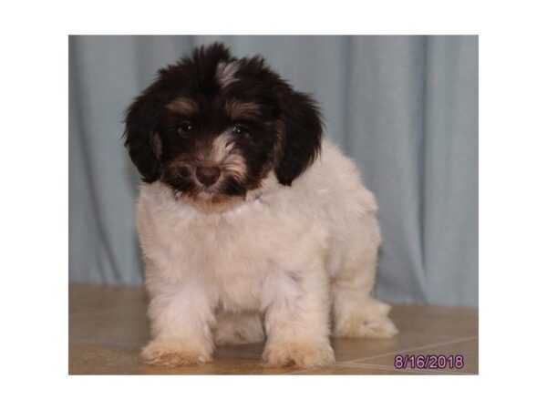 Havanese-DOG-Male-White / Chocolate-5115-Petland Montgomery, Alabama