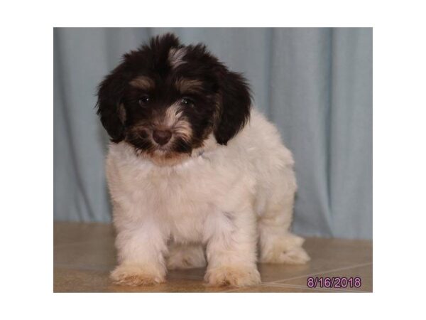 Havanese DOG Male White / Chocolate 5115 Petland Montgomery, Alabama