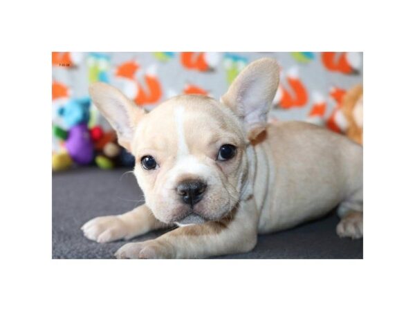 French Bulldog DOG Male cr 5112 Petland Montgomery, Alabama