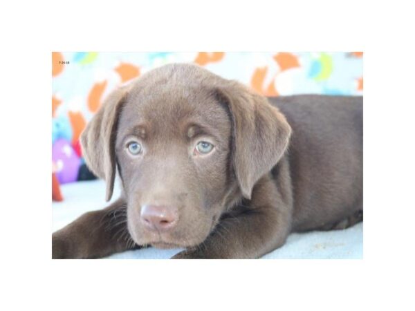 Labrador Retriever DOG Female chlt 5111 Petland Montgomery, Alabama