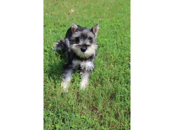 Miniature Schnauzer DOG Female Salt / Pepper 5113 Petland Montgomery, Alabama