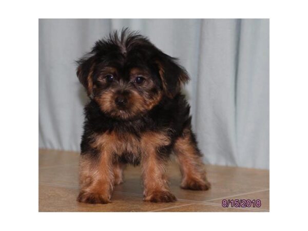 Yorkshire Terrier DOG Male Black / Tan 5116 Petland Montgomery, Alabama