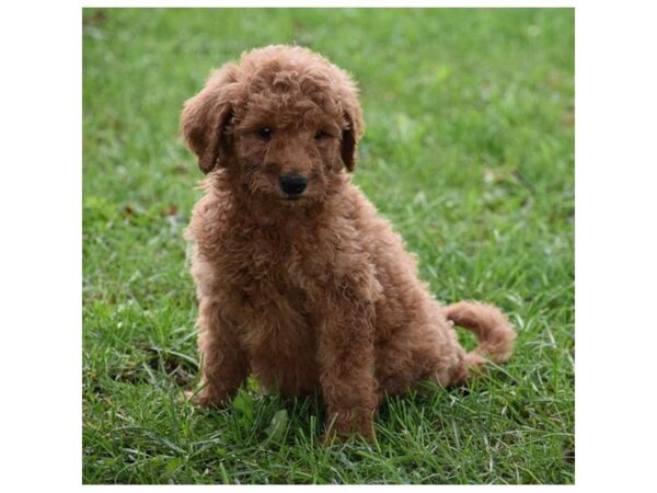 Goldendoodle 2nd Gen-DOG-Female-Apricot-5117-Petland Montgomery, Alabama