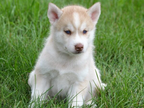 Siberian Husky DOG Male Red / White 5118 Petland Montgomery, Alabama