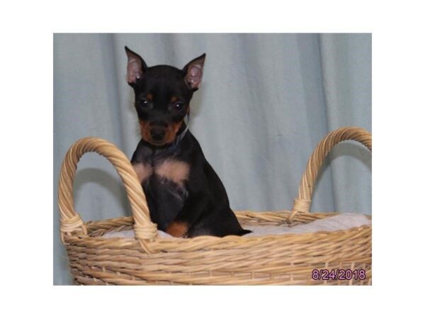 Miniature Pinscher DOG Male Black / Rust 5119 Petland Montgomery, Alabama