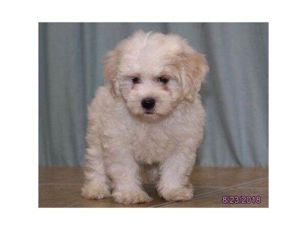 Coton De Tulear DOG Female White 5124 Petland Montgomery, Alabama