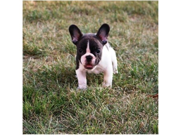 French Bulldog DOG Male White / Brindle 5126 Petland Montgomery, Alabama