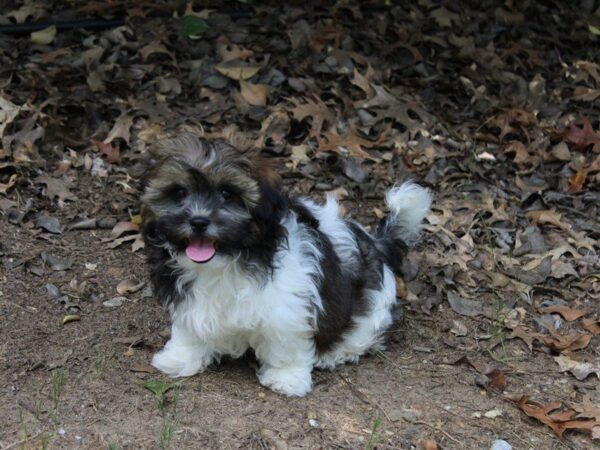 Shih-Poo (Shih Tzu/Poodle) DOG Male Black / Brown 5122 Petland Montgomery, Alabama