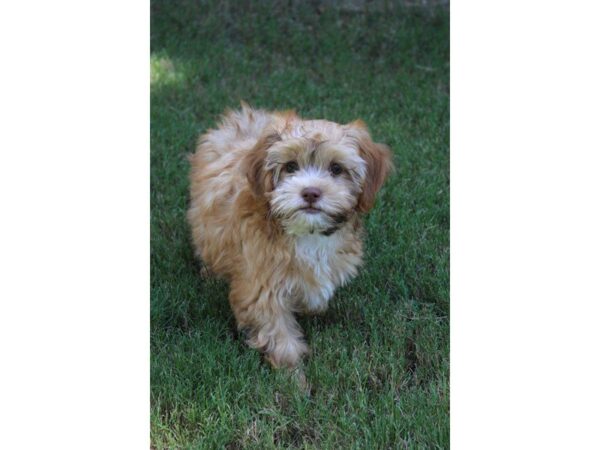 Shih-Poo (Shih Tzu/Poodle)-DOG-Female-Chocolate-5123-Petland Montgomery, Alabama