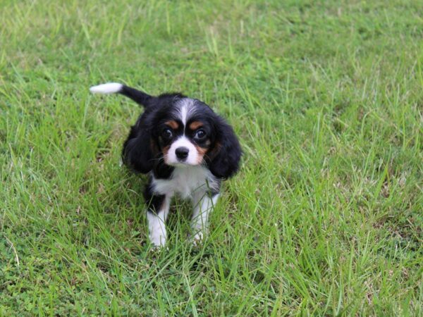 Cavalier King Charles DOG Male BLK & WH:TN MKGS 5127 Petland Montgomery, Alabama