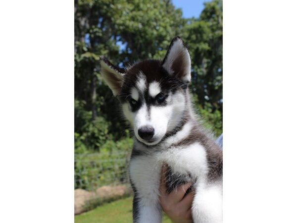 Siberian Husky DOG Female Black / White 5121 Petland Montgomery, Alabama