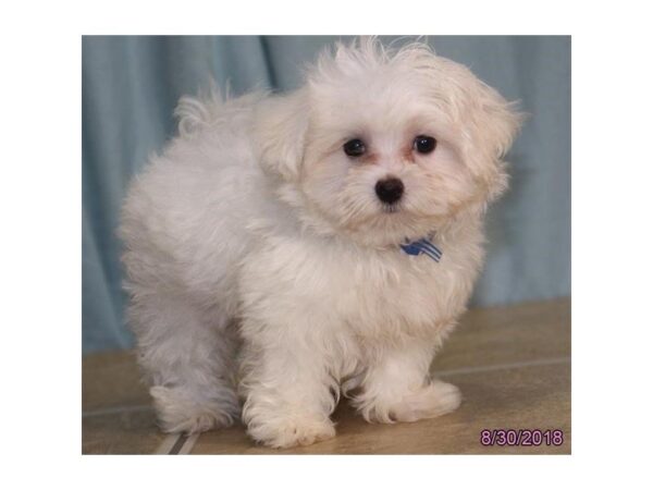 Maltese DOG Male White 5128 Petland Montgomery, Alabama