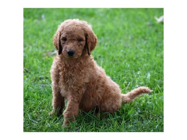 Goldendoodle 2nd Gen-DOG-Male-Apricot-5130-Petland Montgomery, Alabama