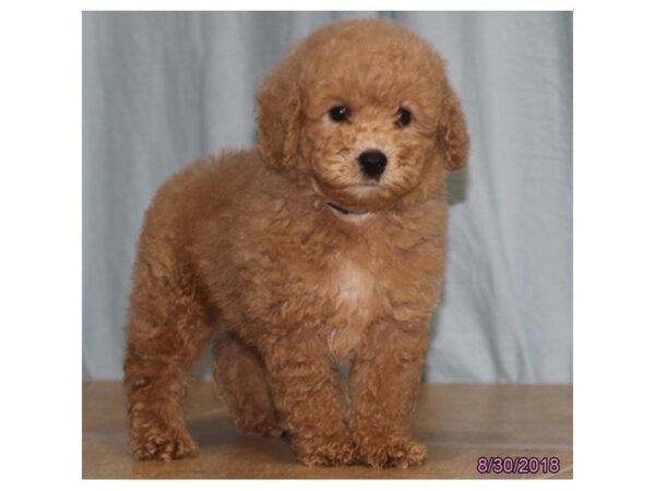 Poodle DOG Male Cream 5131 Petland Montgomery, Alabama