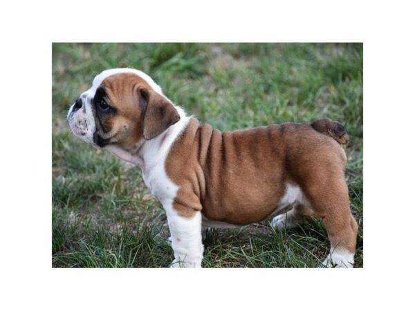 Bulldog-DOG-Female-Brindle / White-5135-Petland Montgomery, Alabama