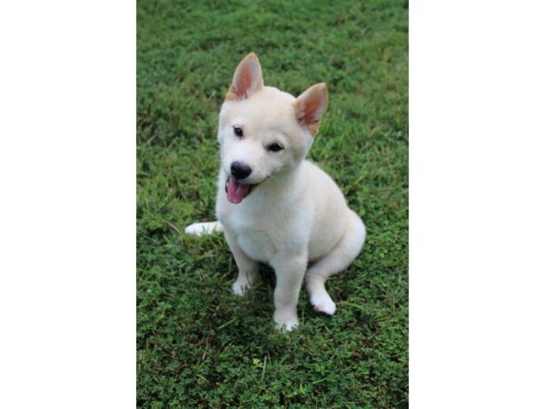 Shiba Inu DOG Male cr 5134 Petland Montgomery, Alabama