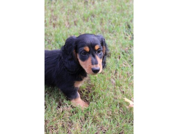 Dachshund DOG Male Black / Tan 5132 Petland Montgomery, Alabama