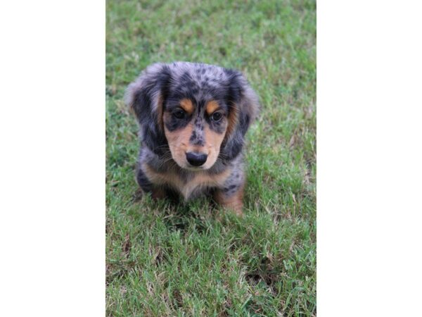 Dachshund DOG Male Silver Dapple 5133 Petland Montgomery, Alabama