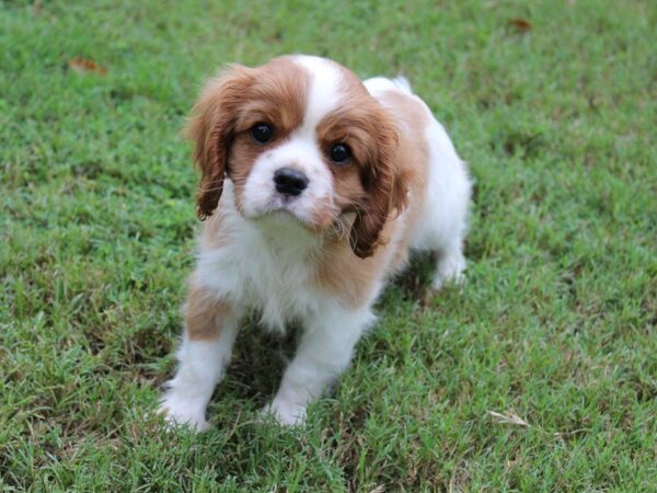 Cavalier King Charles Spaniel-DOG-Male-Blenheim-5136-Petland Montgomery, Alabama