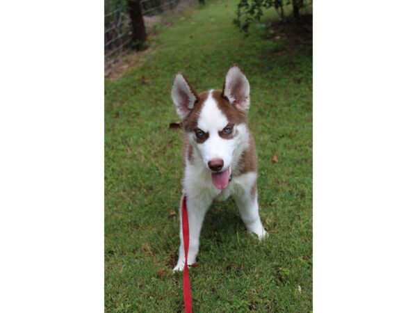 Siberian Husky-DOG-Male-Red / White-5120-Petland Montgomery, Alabama