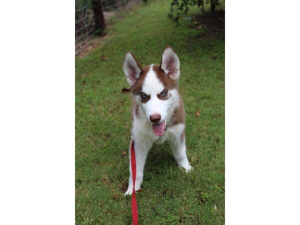 Siberian Husky DOG Male Red / White 5120 Petland Montgomery, Alabama