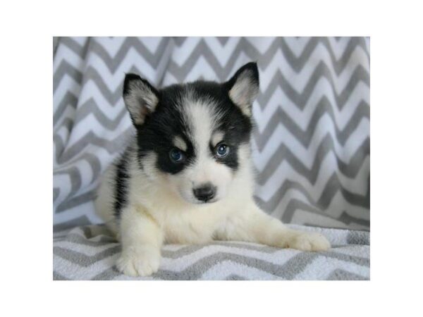 Pomsky DOG Male Black / Beige 5140 Petland Montgomery, Alabama