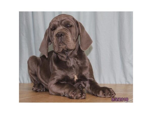 Neapolitan Mastiff DOG Female Blue 5141 Petland Montgomery, Alabama