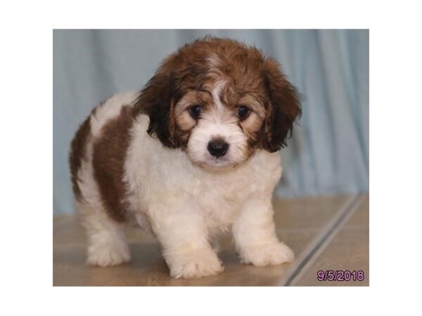 Cavachon-DOG-Male-Light Brown-5142-Petland Montgomery, Alabama