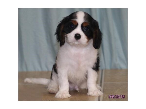 Cavalier King Charles Spaniel DOG Male Tri-Colored 5144 Petland Montgomery, Alabama