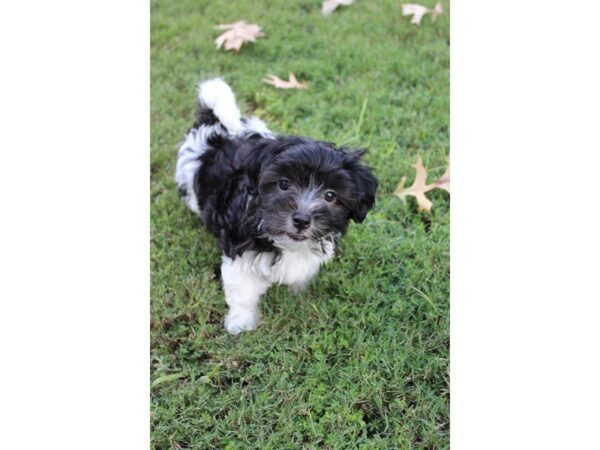 Havanese DOG Female BLACK AND WHITE 5138 Petland Montgomery, Alabama