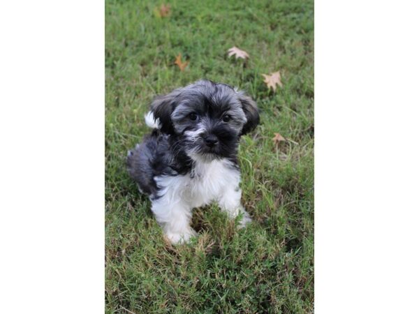 Havanese-DOG-Female-BLACK AND WHITE/SABLE-5139-Petland Montgomery, Alabama