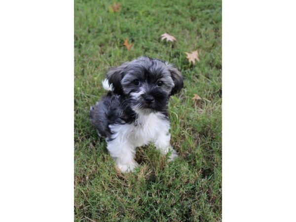 Havanese DOG Female BLACK AND WHITE/SABLE 5139 Petland Montgomery, Alabama