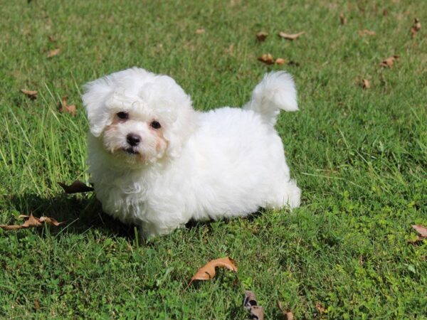 Bichon Frise DOG Male White 5143 Petland Montgomery, Alabama