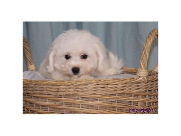 Bichon Frise DOG Female White 5145 Petland Montgomery, Alabama