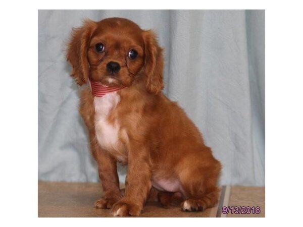 Cavalier King Charles Spaniel DOG Female Ruby 5146 Petland Montgomery, Alabama