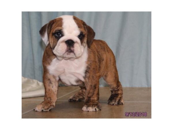 Bulldog DOG Female Brindle / White 5147 Petland Montgomery, Alabama