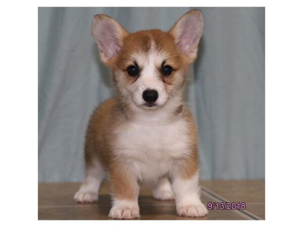 Pembroke Welsh Corgi DOG Female Red / White 5148 Petland Montgomery, Alabama