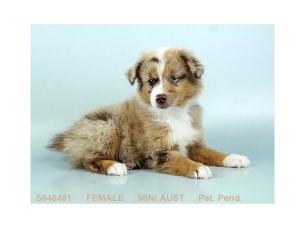 Mini Australian Shepherd DOG Female RD MRL:WH MKGS TAN PTS 5149 Petland Montgomery, Alabama