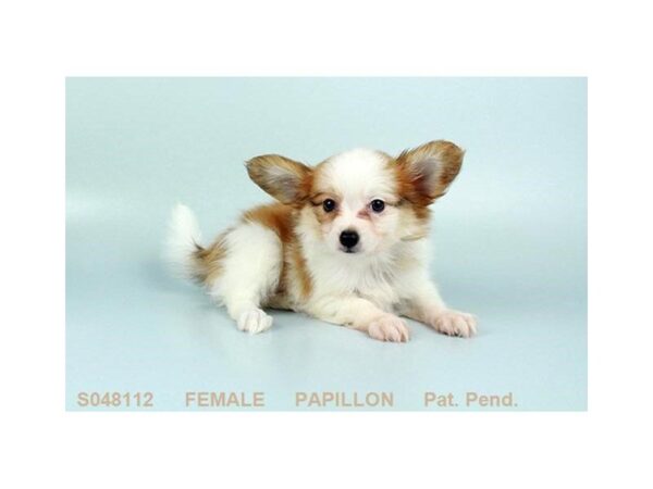 Papillon DOG Female WH & RD 5150 Petland Montgomery, Alabama